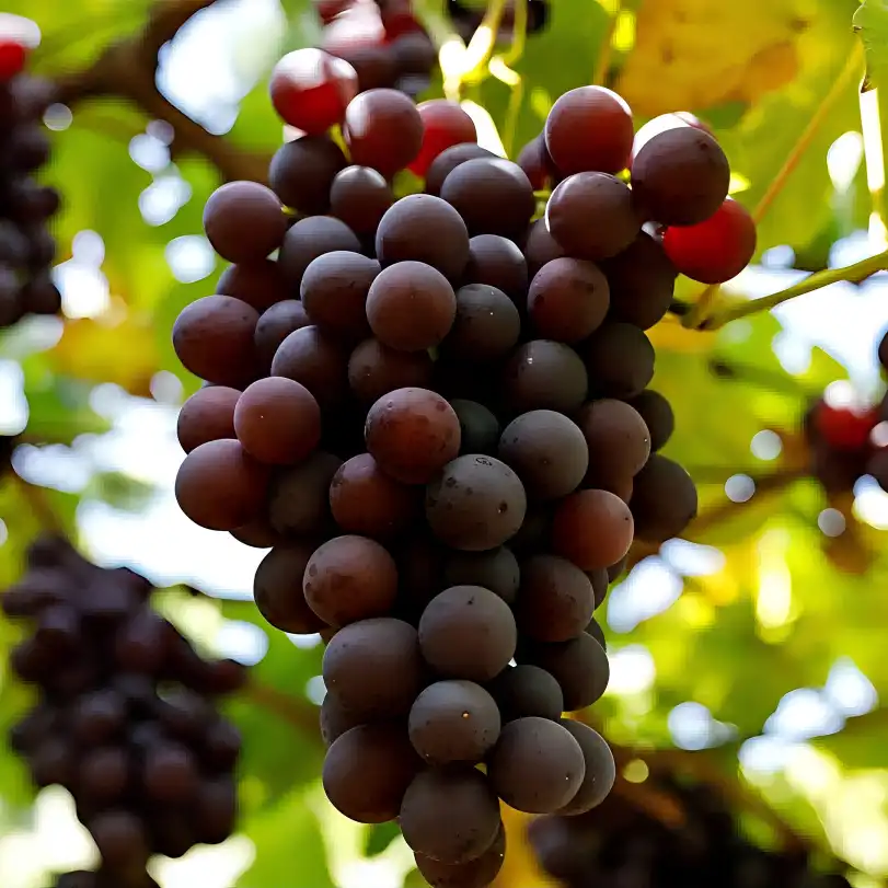 Your Guide To Choosing The Best Organic Grape Powder Your Guide To Choosing The Best Organic Grape Powder